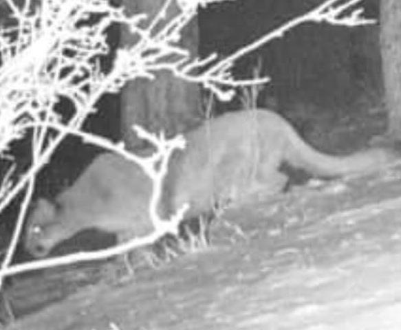 Lion security camera.jpg